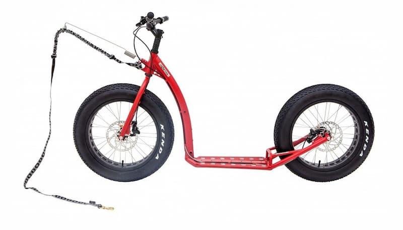 Kostka Raptor Max Dog