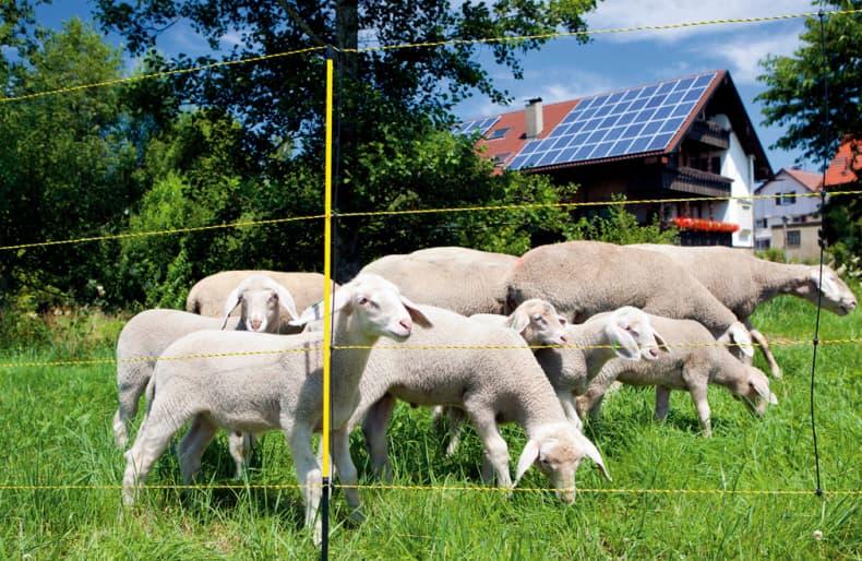 Sauegjerde, Easynet