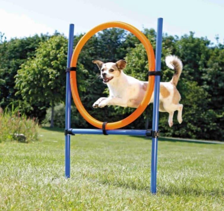Trixie Agility Ring