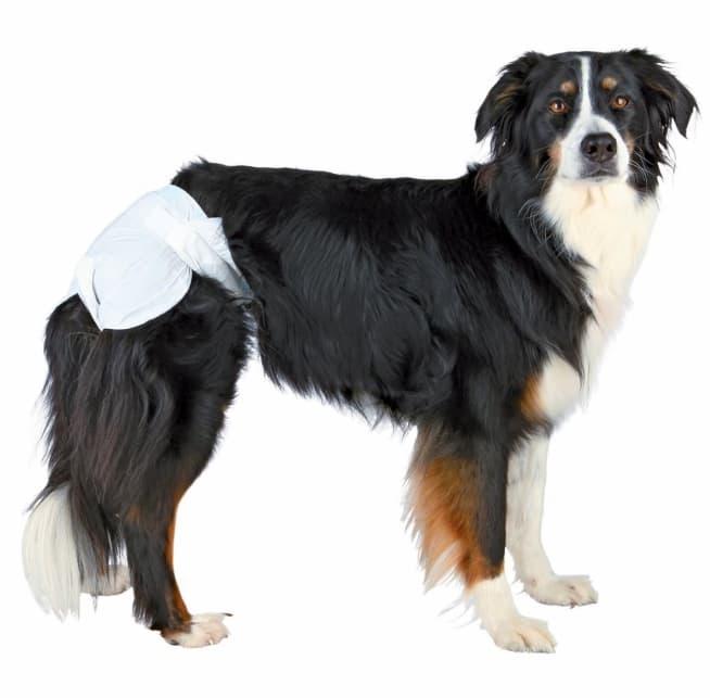 Tispetruse test - hund med komfortabel tispetruse